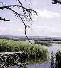 schwimmende Schilfinsel sdlich Wolins